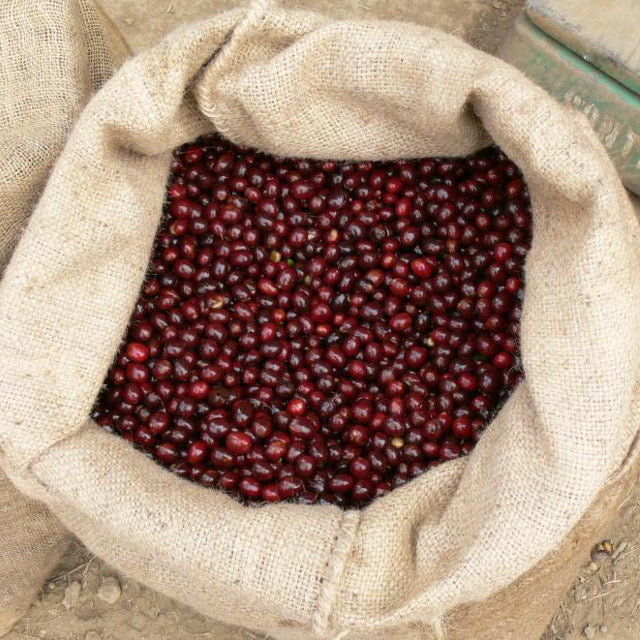 El Salvador, Santa Rita Estate - Washed - Medium Roast