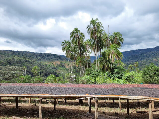 Ethiopia, Guji G-1 Anasora - Natural - Medium Roast