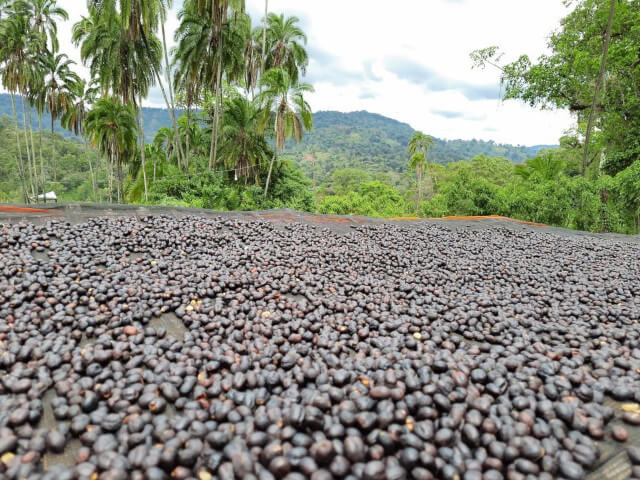 Ethiopia, Guji G-1 Anasora - Natural - Medium Roast