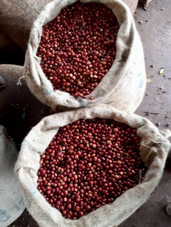 Ethiopia, Yirgacheffe G2 Konga - Washed - Medium Roast - kafeido roasters
